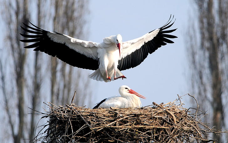 Stork , Widescreen , High-resolution , Full wallpaper