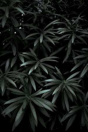 Oleander, Leaves phone wallpaper