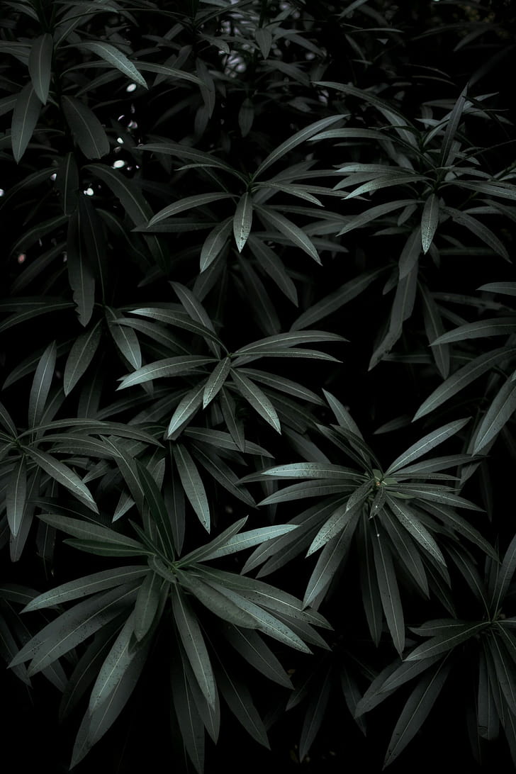 Oleander, Leaves phone wallpaper