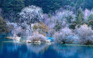 Trees,  , Tree wallpaper
