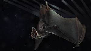 Vampire, Bats wallpaper