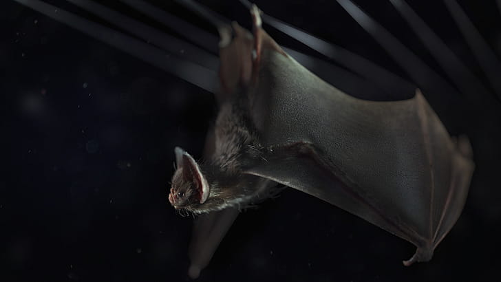 Vampire, Bats wallpaper