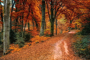 Forest path, Autumn wallpaper
