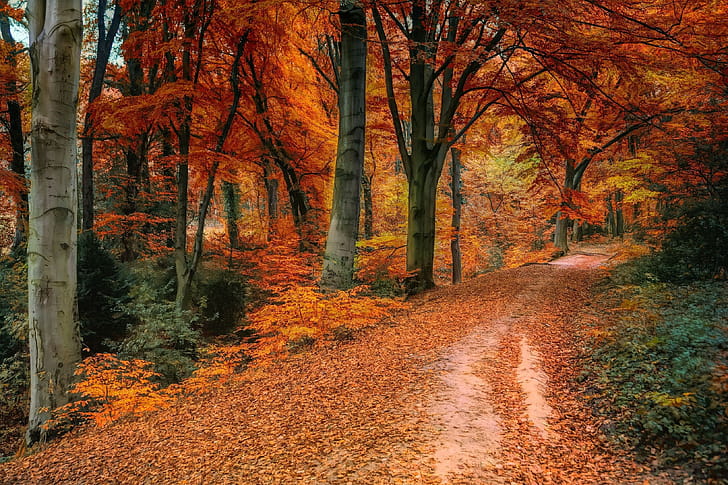 Forest path, Autumn wallpaper