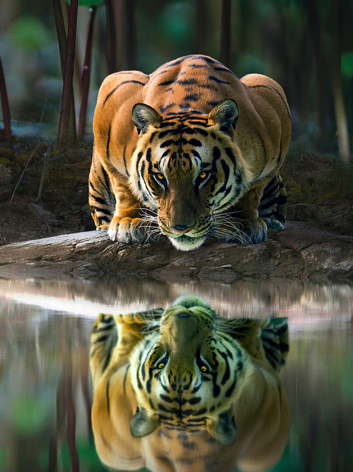 Reflection, Tigers phone wallpaper