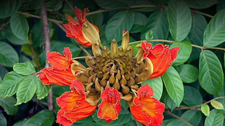 Fall 2020, Tulip Tree wallpaper