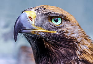 Eagle Glowing Eye , eagle, birds wallpaper
