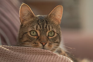 Animal, cat wallpaper