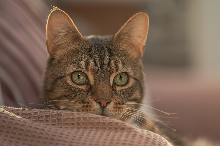 Animal, cat wallpaper