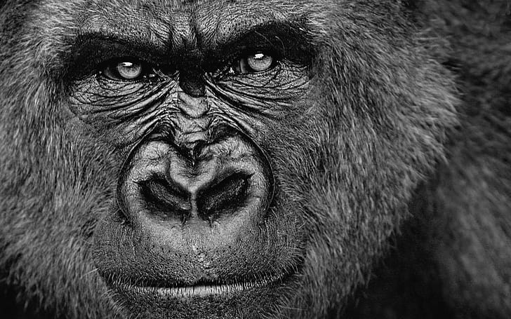 Close-up, Gorillas wallpaper