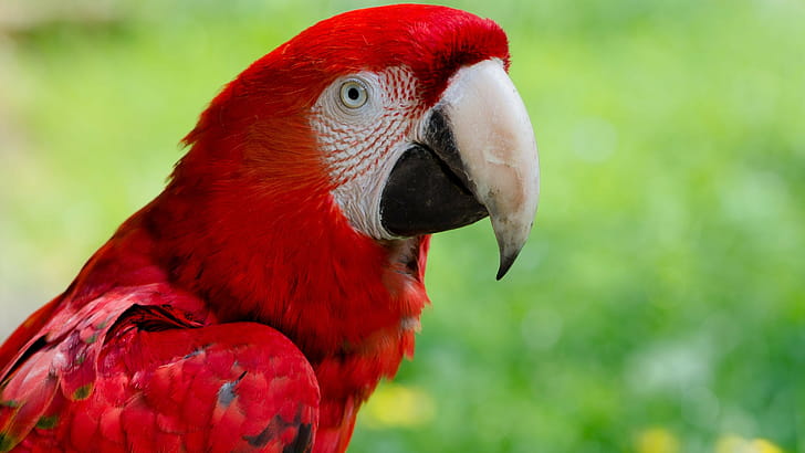Macaw, Parrots wallpaper