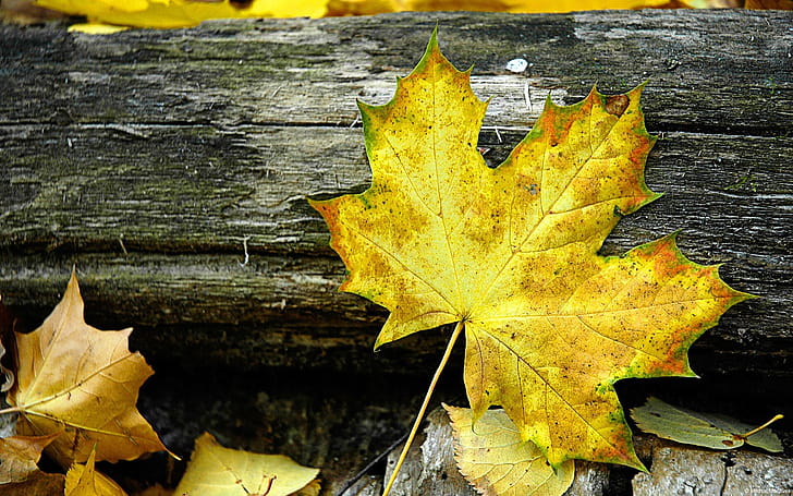 Gold Leaf, Windows macro graphy,  fall wallpaper