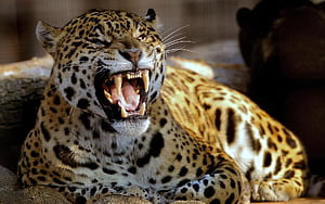Leopard , Backgrounds wallpaper