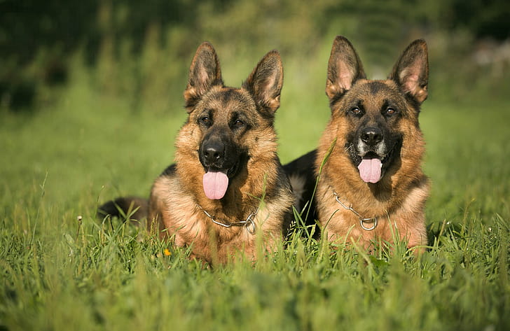 Couple, German Shepherds wallpaper