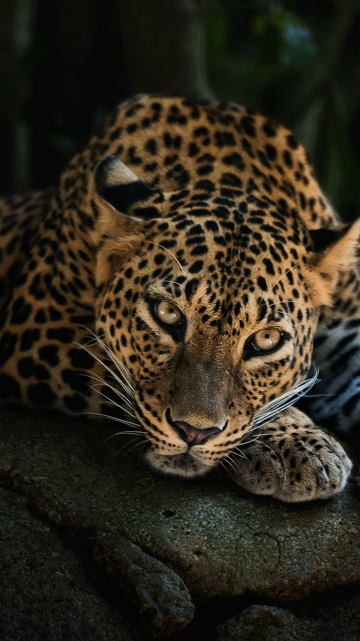 Leopard Sony Xperia, phone wallpaper