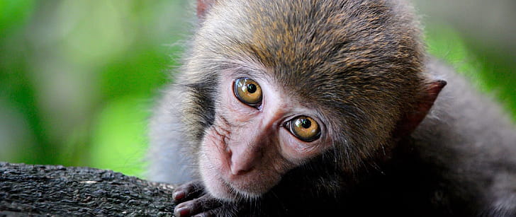 Primate , Primate backgrounds, Top wallpaper