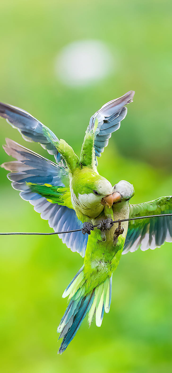 Monk, Parrots phone wallpaper