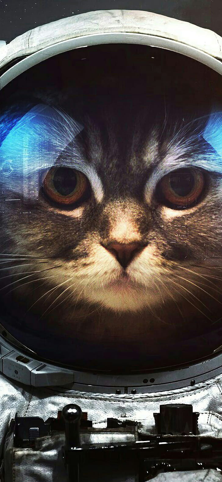 Space Cat, Cats phone wallpaper
