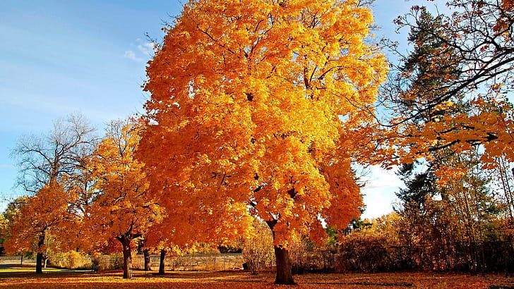 Maple tree trees, , Nature, Landscape wallpaper