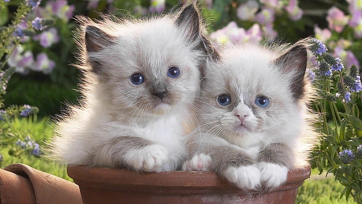 Siblings, Kittens wallpaper