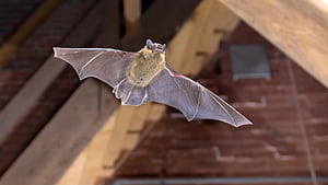 Serotine, Bats wallpaper