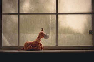 Window Ziraffe , graphy wallpaper