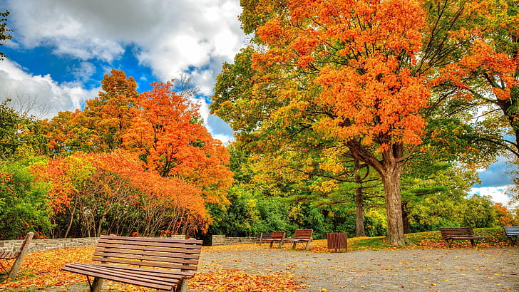 Park, Maple Tree wallpaper