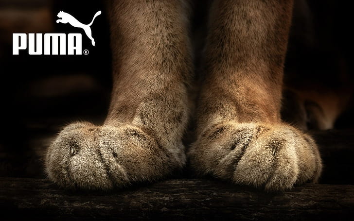 Puma, wallpaper