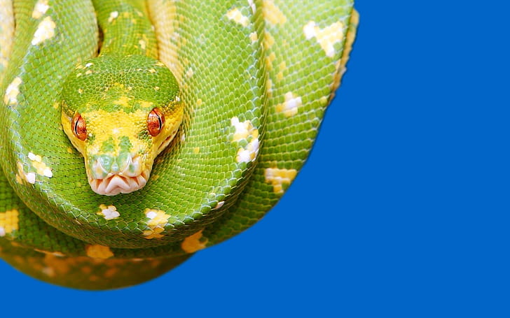Python snake , Eye-catching visuals, Breathtaking ry, Striking design wallpaper