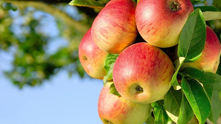 Apple Tree, Apple tree , Backgrounds, wallpaper