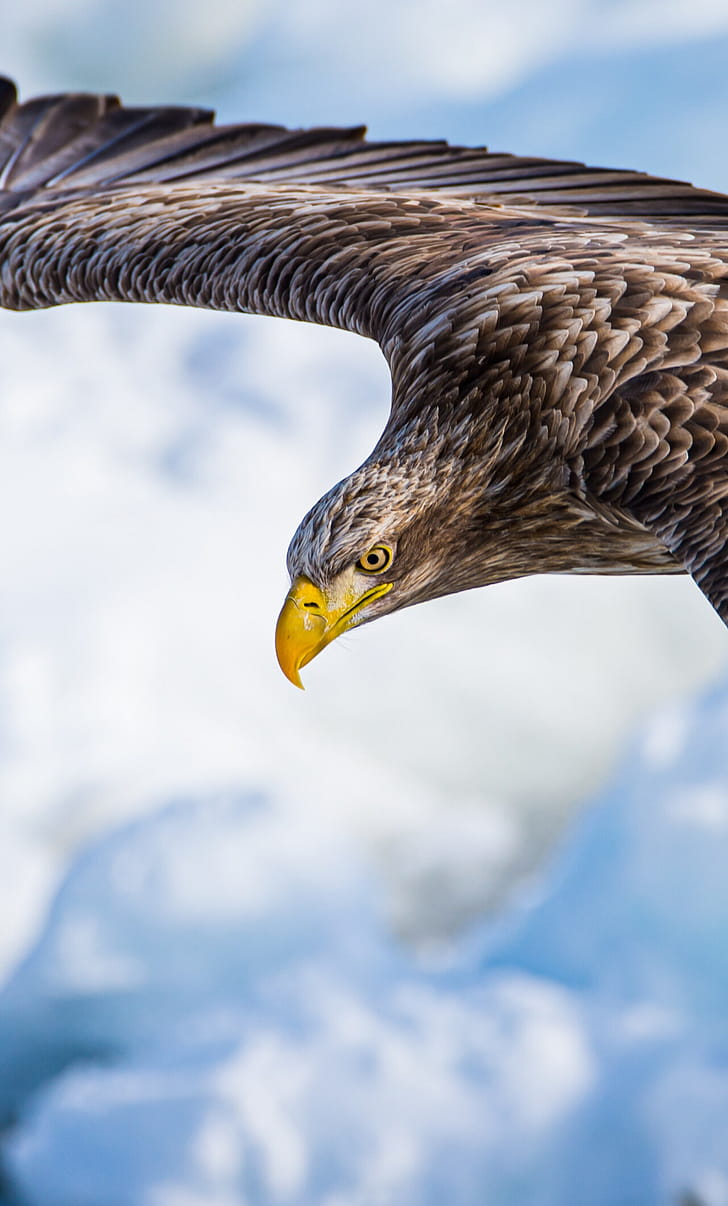 White-tailed eagle, Eagles phone wallpaper