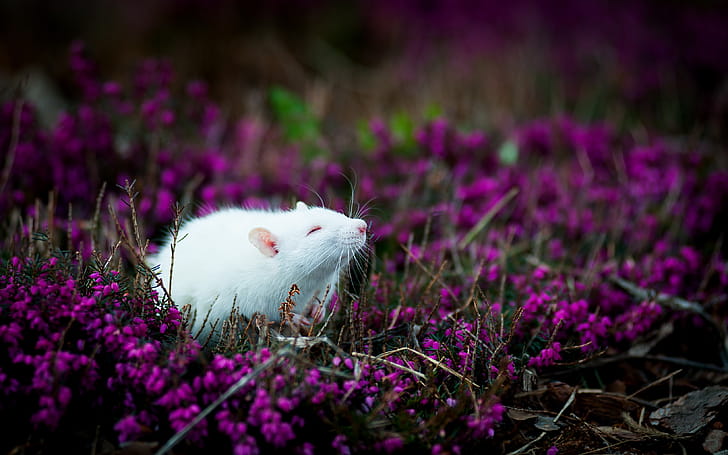 Mouse, Animal wallpaper