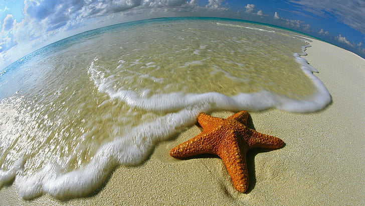 Starfish , Background , Abyss, Starfish wallpaper