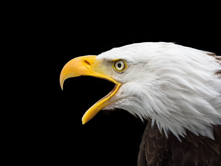 Bald Eage , bald-eagle, eagle, birds wallpaper