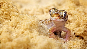 Popular lizard  backgrounds wallpaper