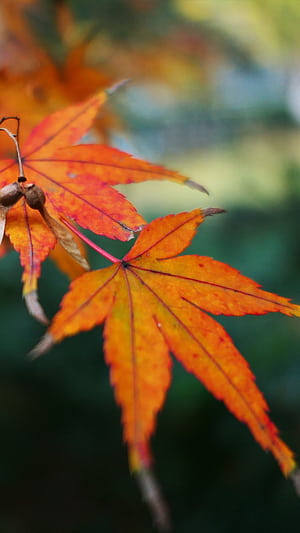 Fall leaf, Maple Tree phone wallpaper