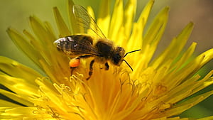 Pollination, Bees wallpaper