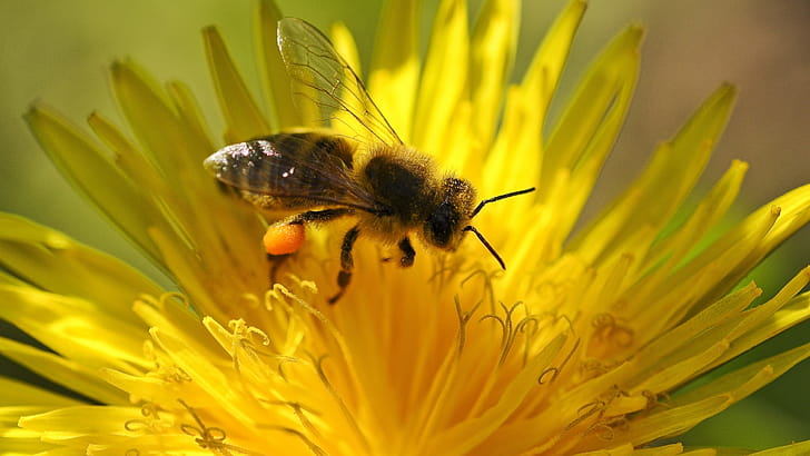 Pollination, Bees wallpaper