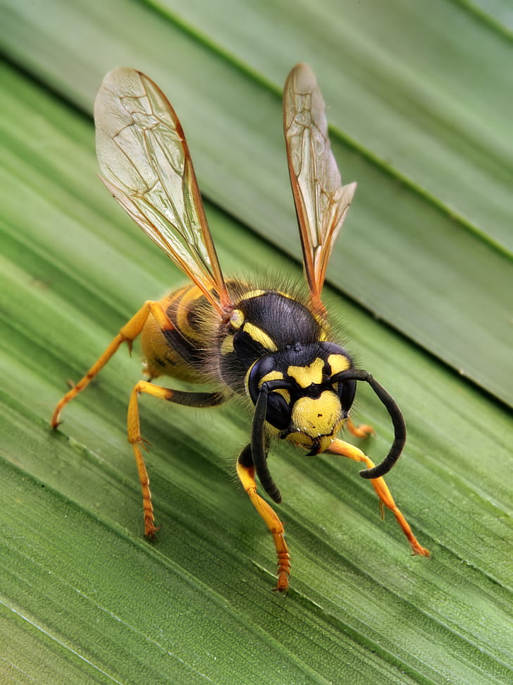 Insect fly, phone wallpaper