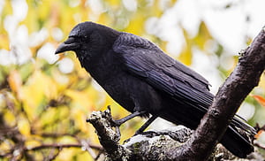 Corvus caurinus, Crows wallpaper
