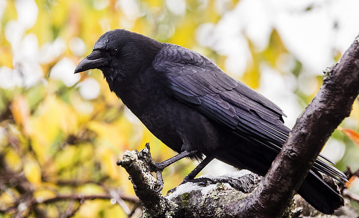 Corvus caurinus, Crows wallpaper