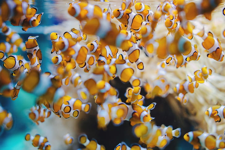 Clownfish, High Resolution, , wallpaper
