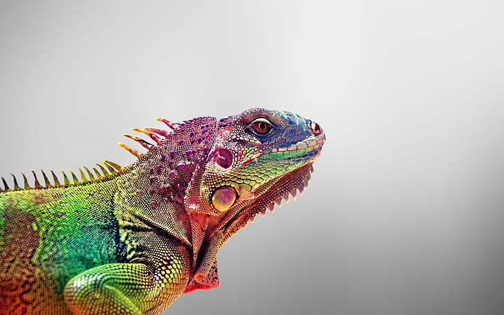 Colored, Iguana wallpaper