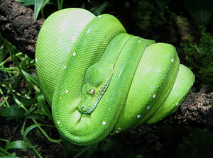 Python, Green tree python, Tropical snake, Reptile species wallpaper