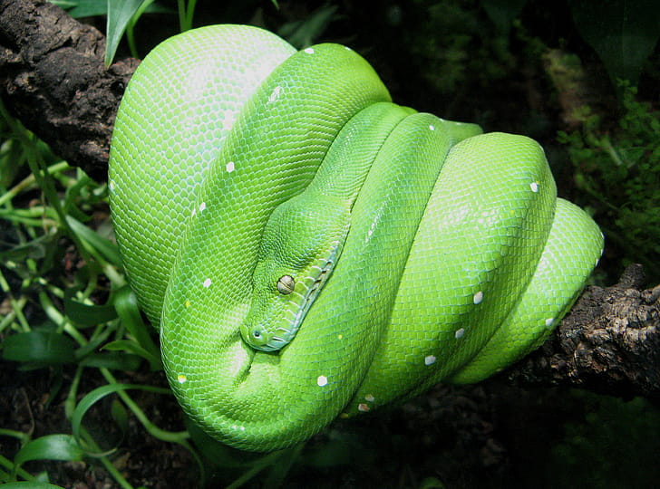 Python, Green tree python, Tropical snake, Reptile species wallpaper