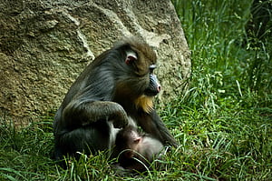 Mandrill, Baboon wallpaper