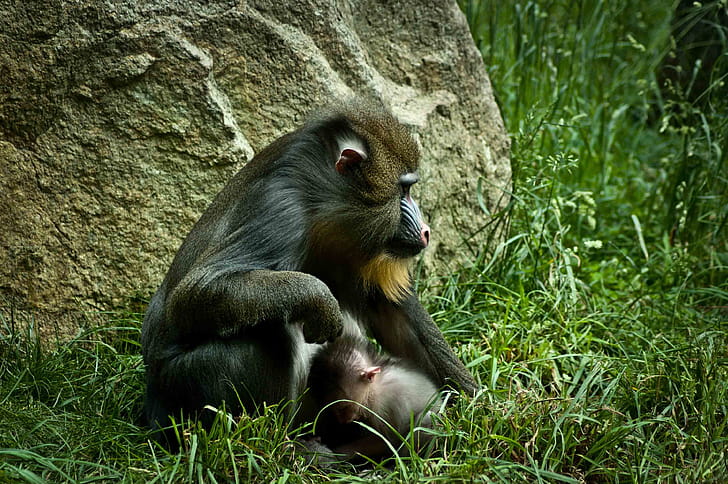 Mandrill, Baboon wallpaper