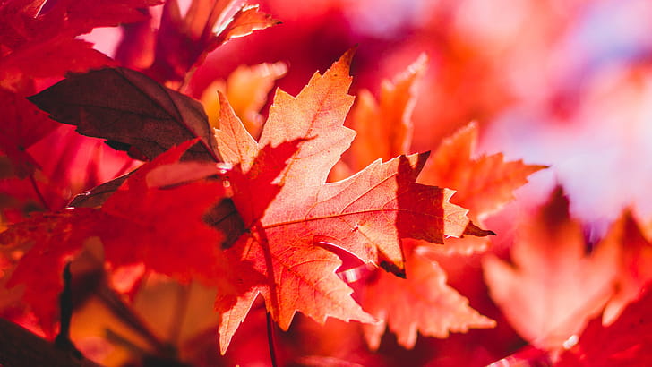 Red maple, Maple Leaves wallpaper
