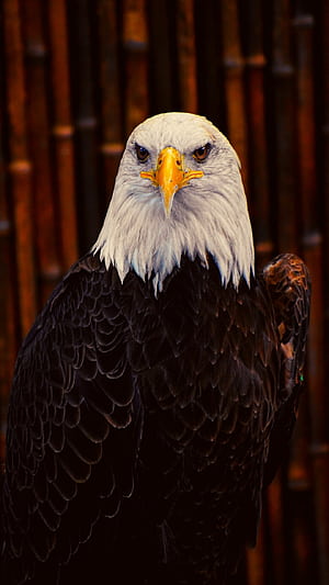 iPhone , Stunning eagle ry,  , Impressive visuals phone wallpaper