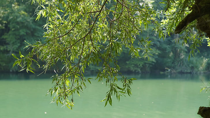 Branch, Willow Tree wallpaper
